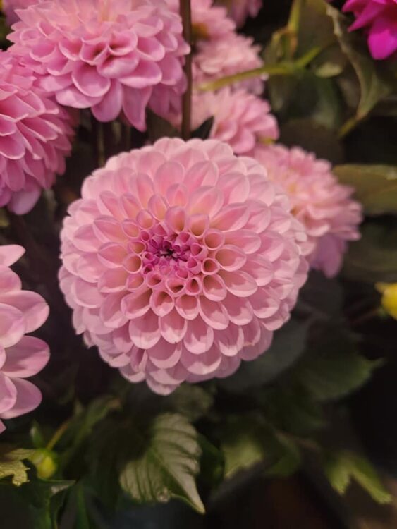 FLOWERS —