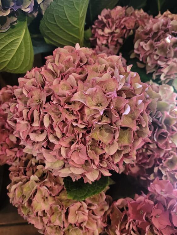 FLOWERS —