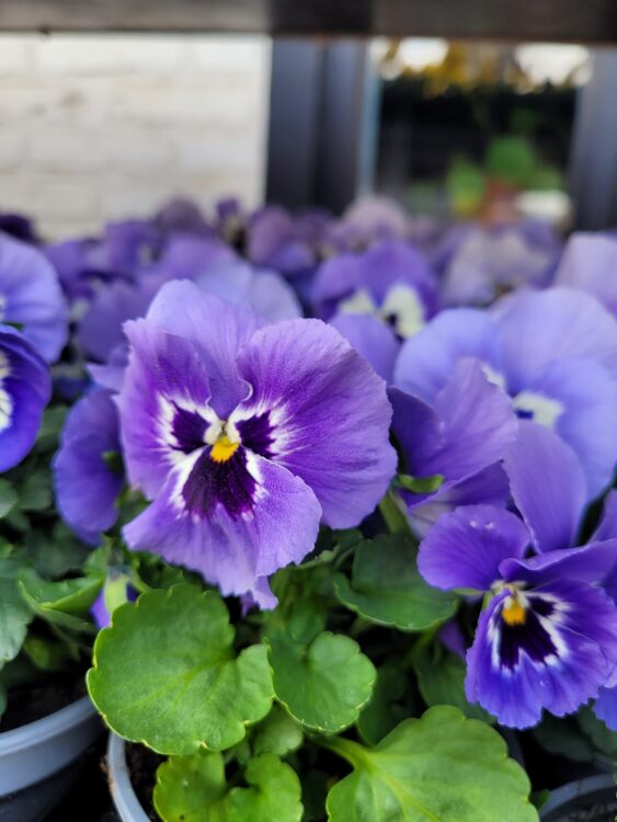BUITENPLANTEN —