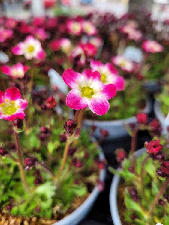 BUITENPLANTJES —