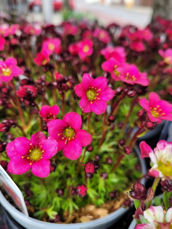 BUITENPLANTJES —