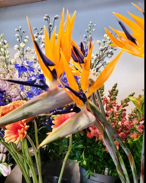 ORANJE BLOEMEN —