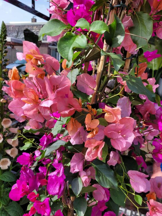 BOUGAINVILLEA —