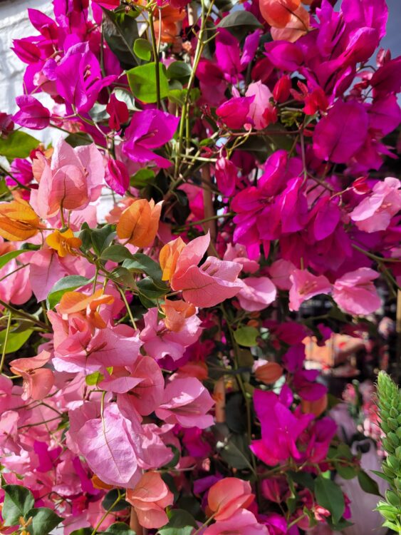 BOUGAINVILLEA —