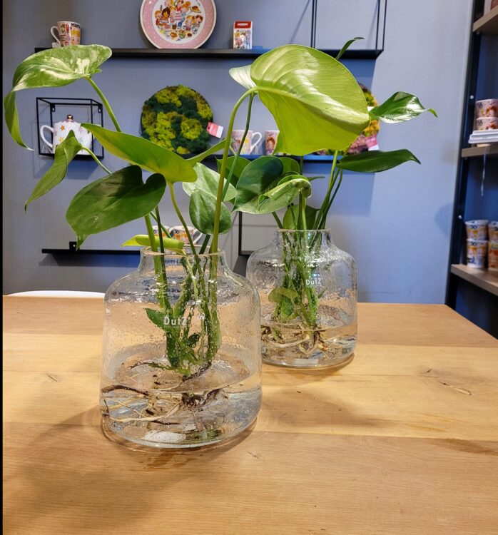 MONSTERA OP WATER —