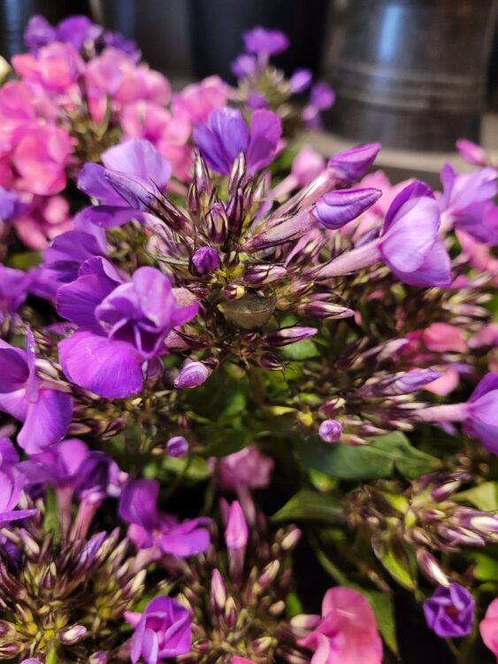 FRESH FLOWERS —