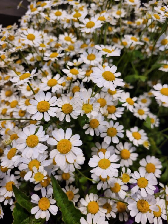 FRESH FLOWERS —
