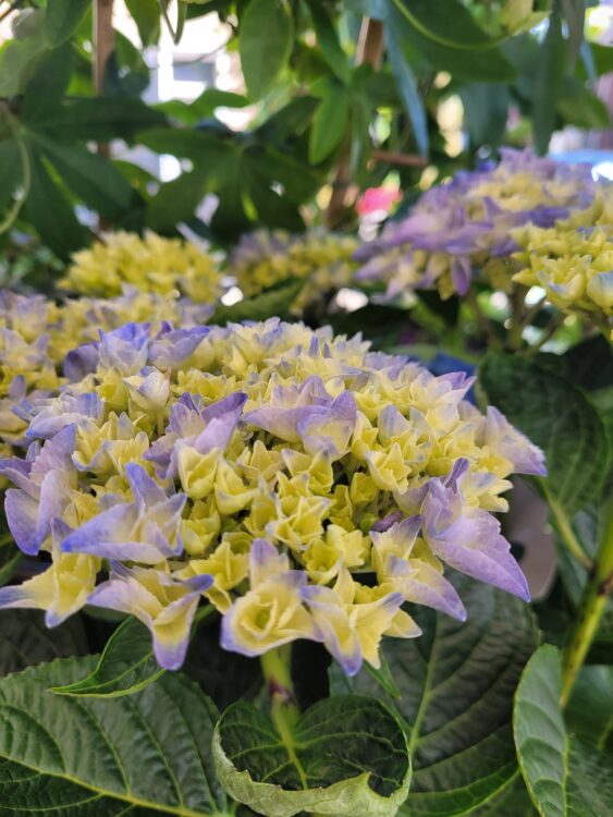 BUITENPLANTEN —