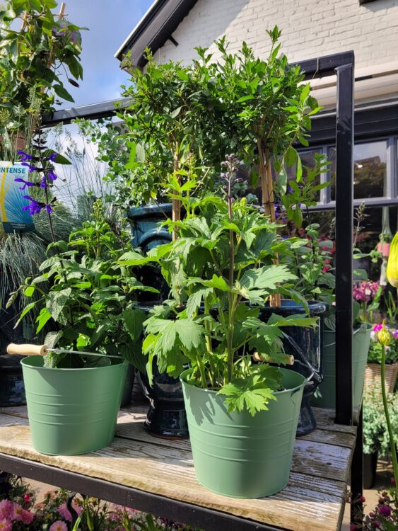 BUITENPLANTEN —