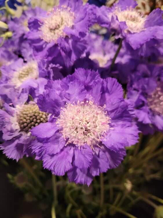 FLOWERS —