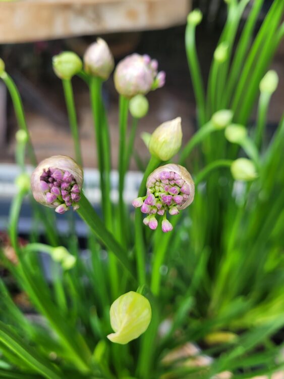 ALLIUM MILLENNIUM —