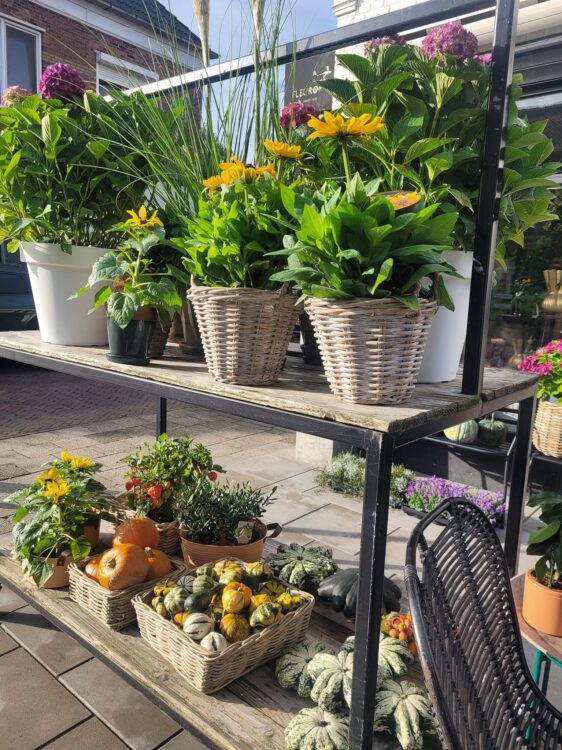 BUITENPLANTEN —