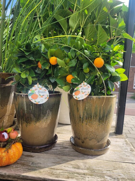 BUITENPLANTEN —