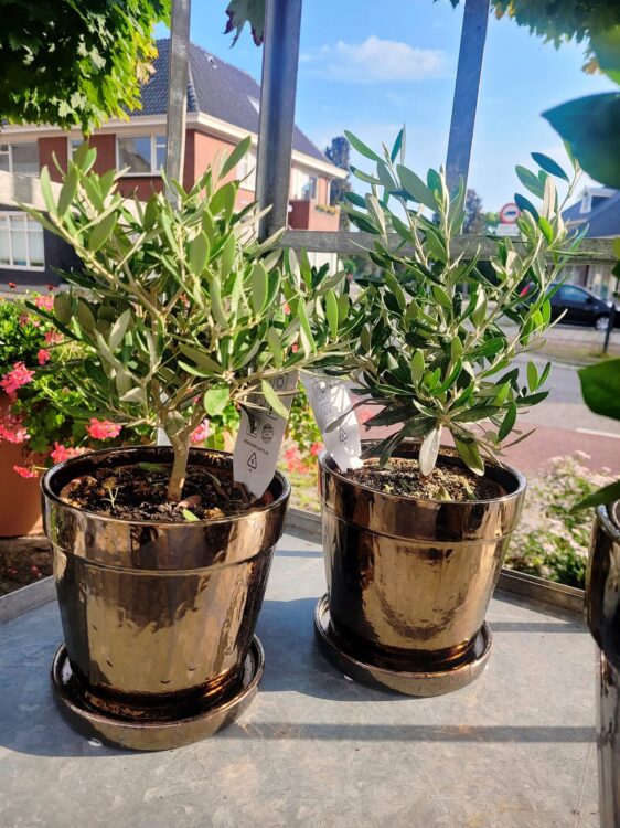 BUITENPLANTEN —
