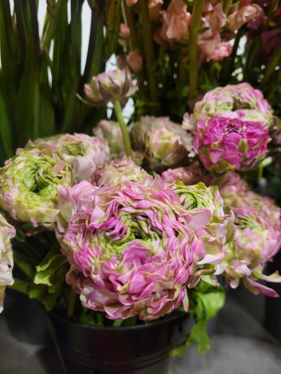 VERSE BLOEMEN —