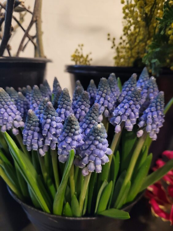 VERSE BLOEMEN —