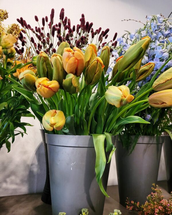 TULPEN —