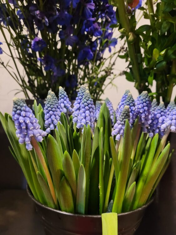 VERSE BLOEMEN —