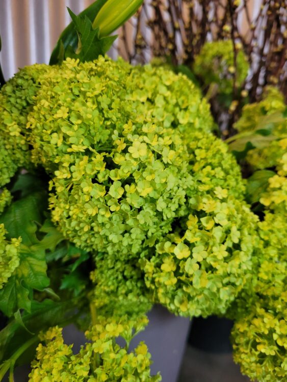 BLOEMEN –