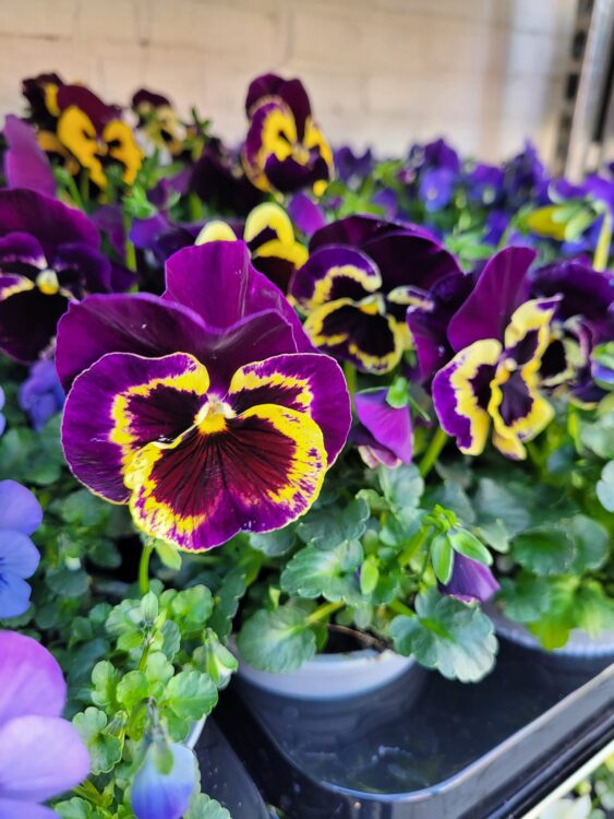 BUITENPLANTEN —