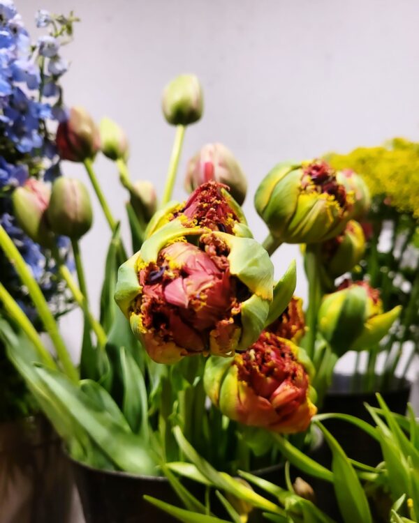 VOORJAARSBLOEMEN —