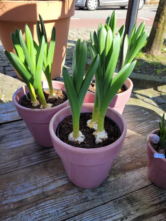 BUITENPLANTEN —