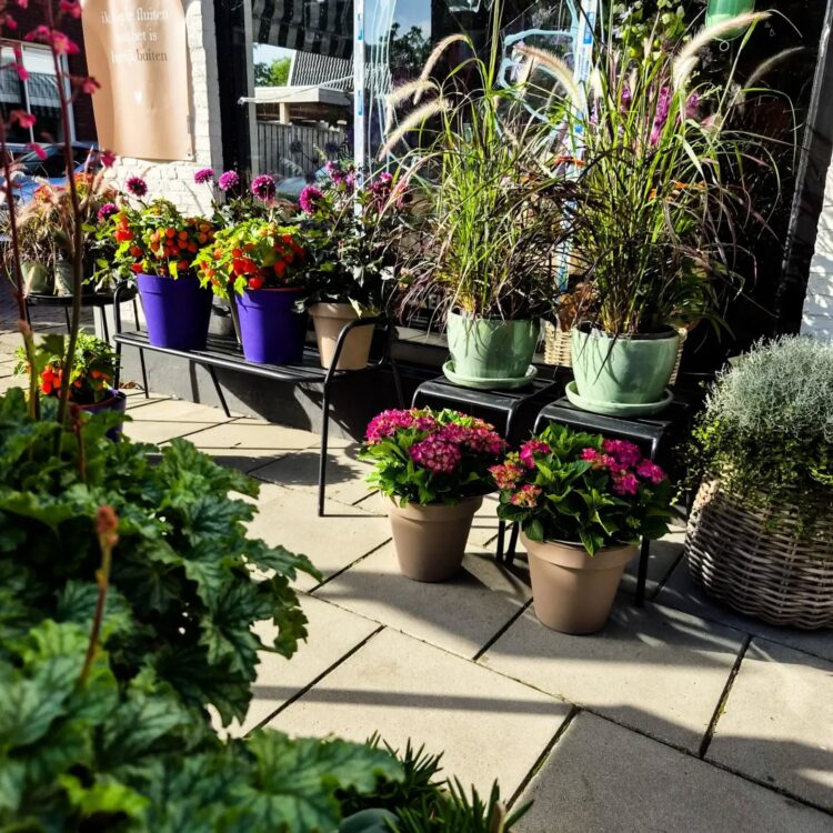Buitenplanten —