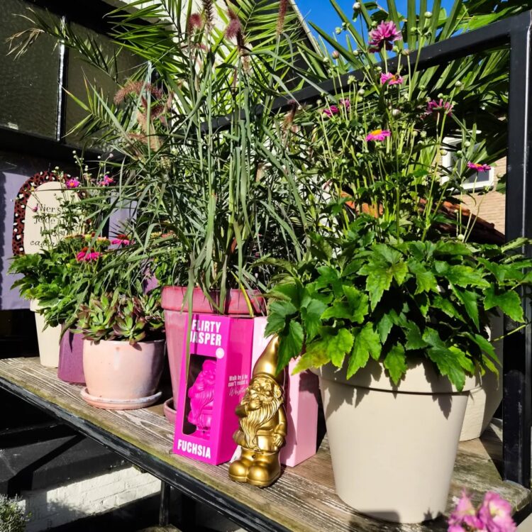 Buitenplanten —