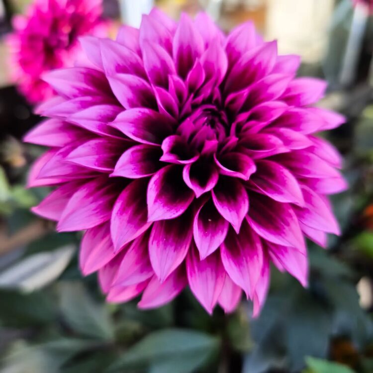 Buitenplanten —